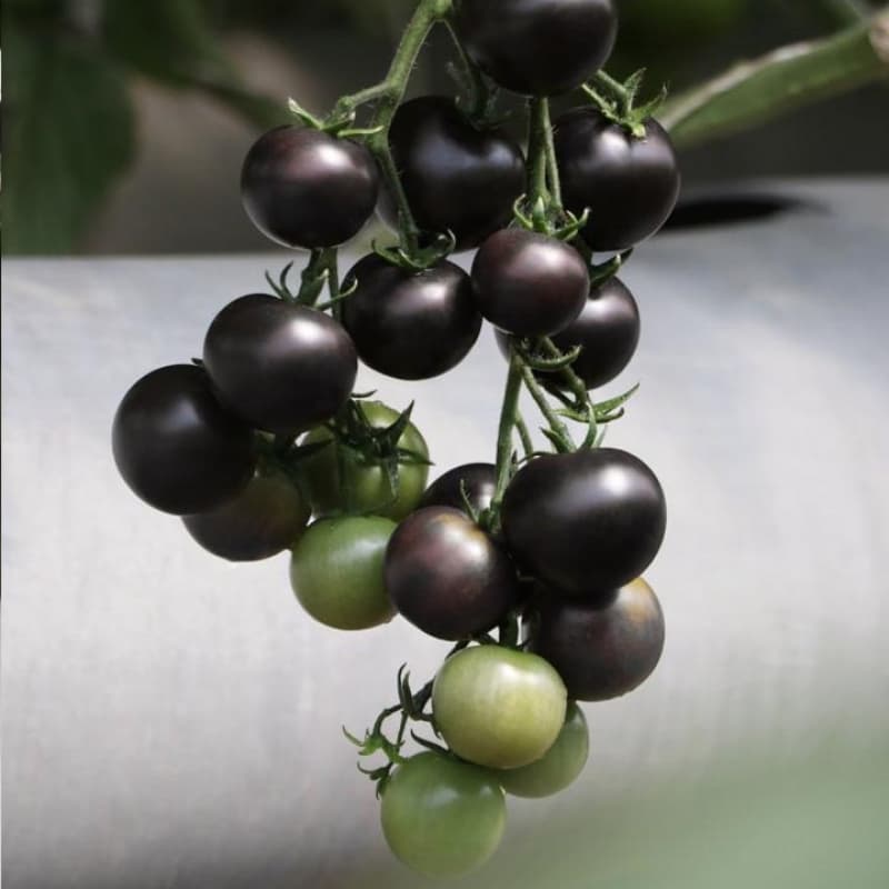بذر گوجه چری سیاه تو مشکی هیبرید 3029 فوق پربار دانژه بسته 5 عددی — تصویر ۲