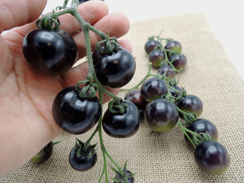بذر گوجه چری سیاه تو مشکی هیبرید 3029 فوق پربار دانژه بسته 5 عددی — تصویر ۳