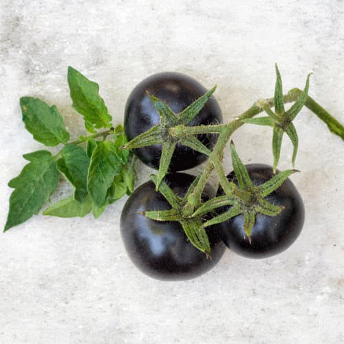 بذر گوجه چری سیاه تو مشکی هیبرید 3029 فوق پربار دانژه بسته 5 عددی — تصویر ۴