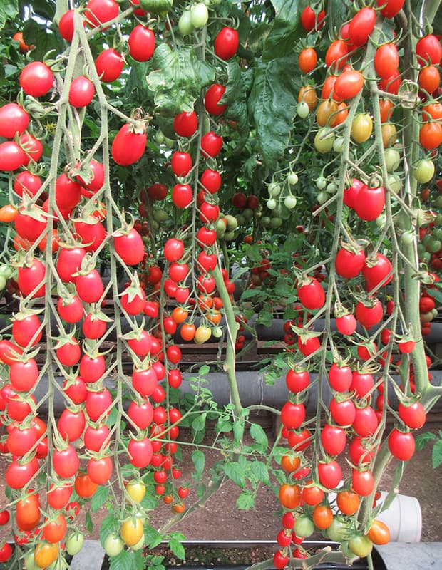 بذر گوجه فرنگی زیتونی نیکا خوشه ای هیبرید فوق پربار دانژه بسته 5 عددی — تصویر ۲