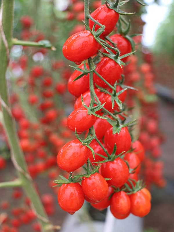 بذر گوجه فرنگی زیتونی نیکا خوشه ای هیبرید فوق پربار دانژه بسته 5 عددی