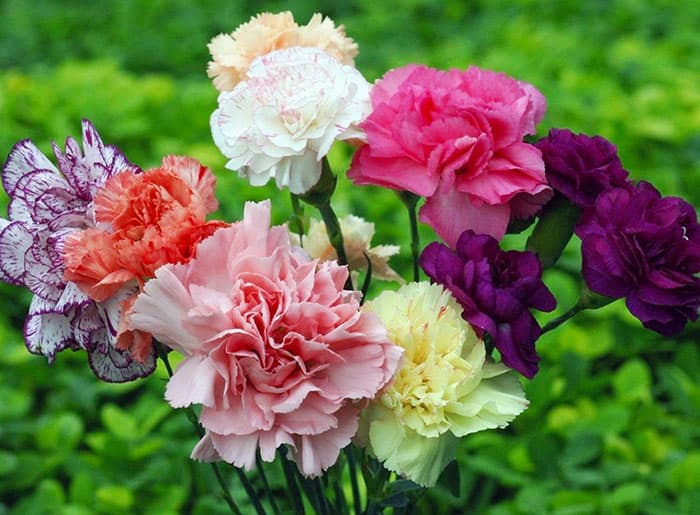 بذر میخک شاخه بریده Chabaud رنگارنگ معطر آمریکایی بسته 30 عددی