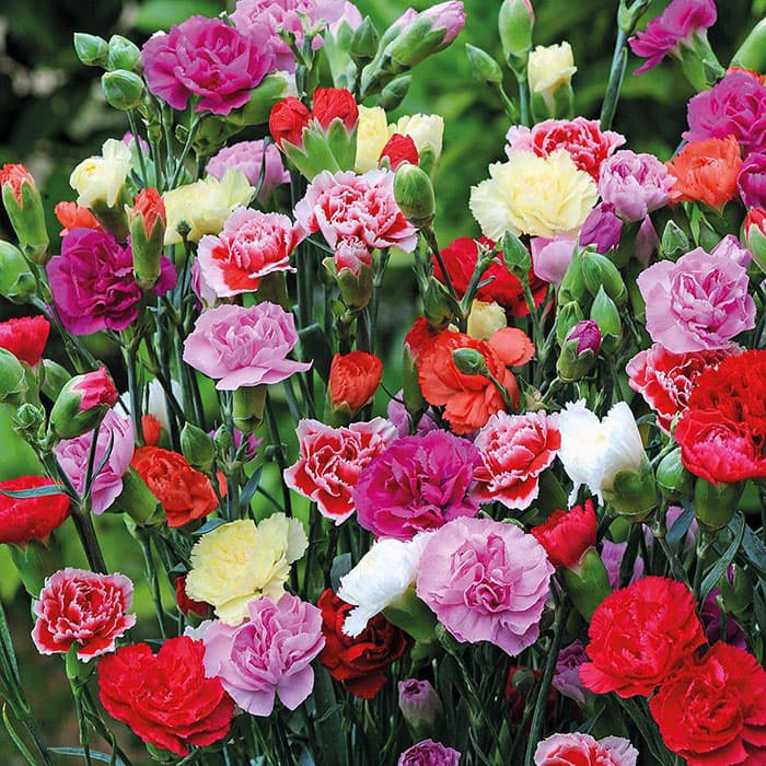 بذر میخک شاخه بریده Chabaud رنگارنگ معطر آمریکایی بسته 30 عددی — تصویر ۴