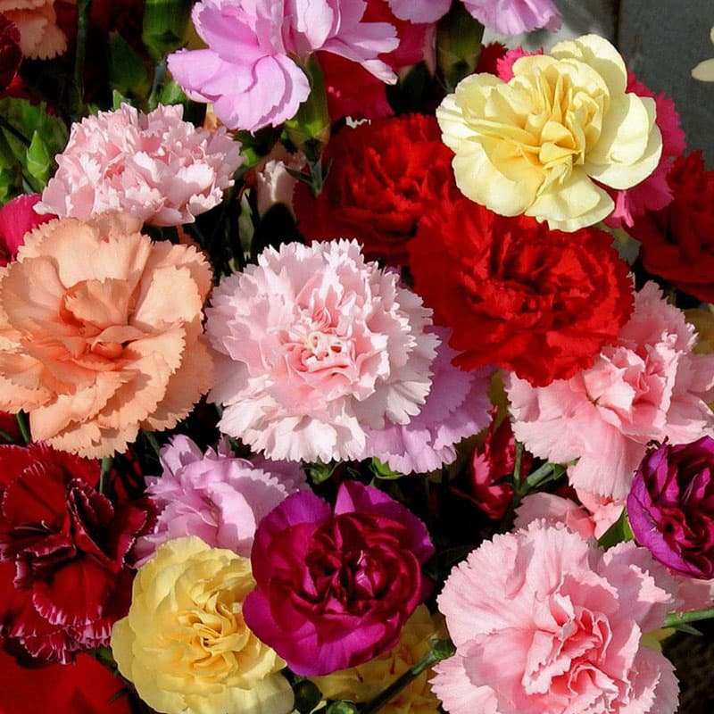 بذر میخک شاخه بریده Chabaud رنگارنگ معطر آمریکایی بسته 30 عددی — تصویر ۳