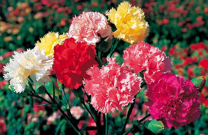 بذر میخک شاخه بریده Chabaud رنگارنگ معطر آمریکایی بسته 30 عددی — تصویر ۵