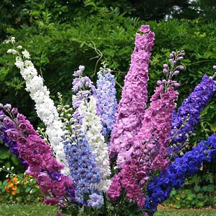 بذر گل دلفینیوم رنگارنگ ایتالیایی بسته 100 عددی — تصویر ۵