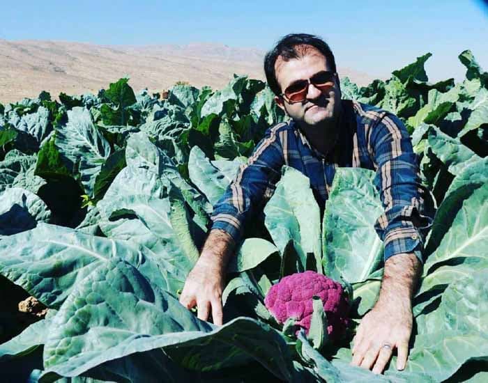 بذر کلم گل بنفش مخملی بسته 20 عددی — تصویر ۲