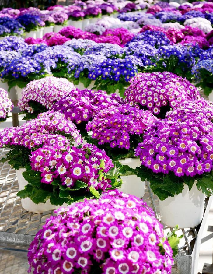 بذر گل سینره ژاپنی رنگارنگ بسته 10 عددی — تصویر ۳