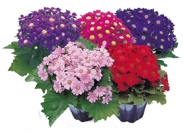 بذر گل سینره ژاپنی رنگارنگ بسته 10 عددی