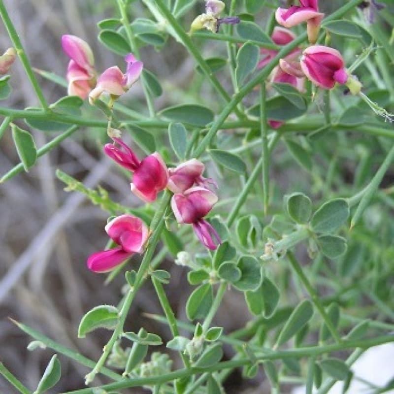 بذر خارشتر اصیل ایرانی بسته 5 گرمی — تصویر ۲