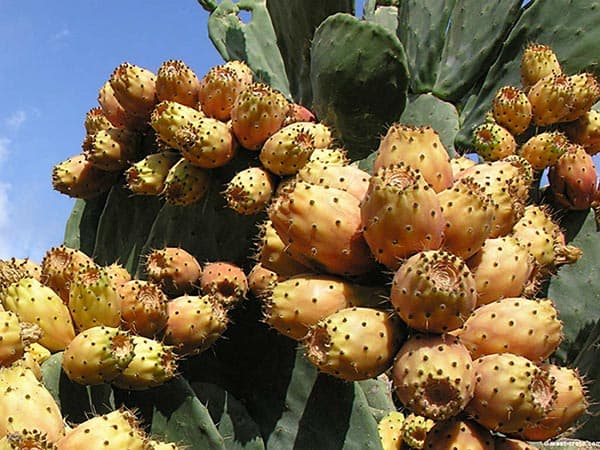 بذر کاکتوس اپونتیا گلابی مالتا تو زرد بسته 5 عددی — تصویر ۴