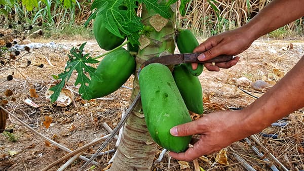 بذر پاپایا کاک دام تایلندی فوق درشت بسته 5 عددی — تصویر ۴