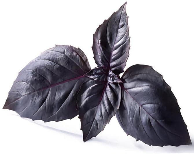 بذر ریحان یاقوت تیره خوش عطر آمریکایی بسته 100 عددی