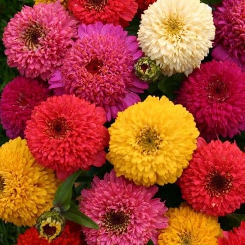 بذر گل آهار پابلند پرگل رنگارنگ ایتالیایی بسته 50 عددی