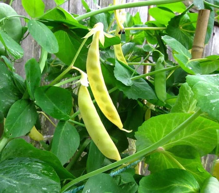 بذر نخود فرنگی طلایی Golden Sweet آمریکایی بسته 10 عددی — تصویر ۳