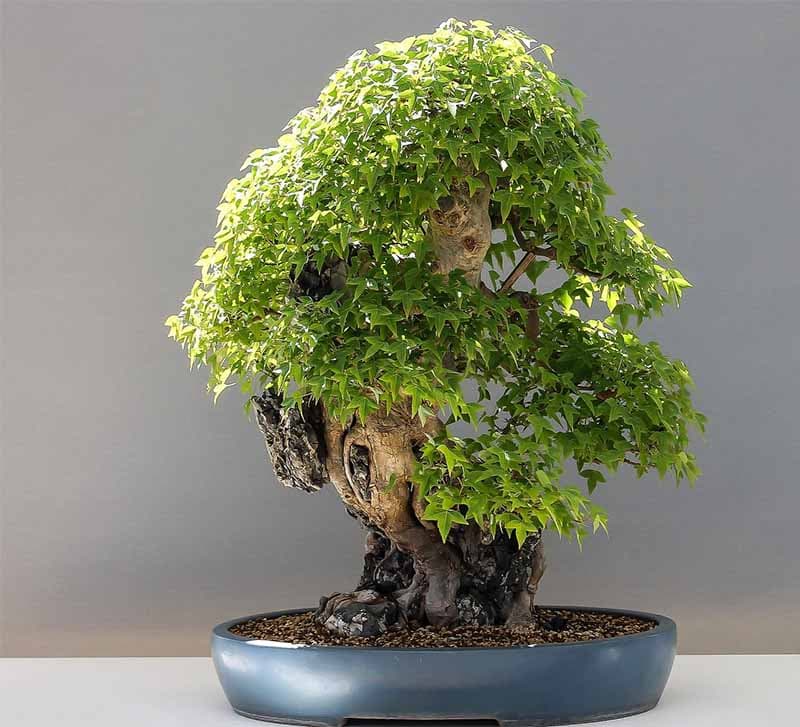 بذر درخت افرا سبز بن سای بسته 10 عددی