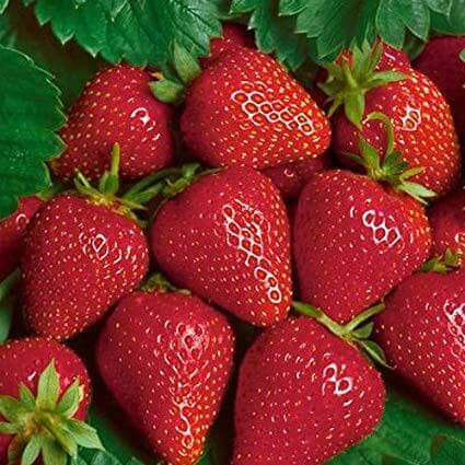 بذر توت فرنگی آلبیون کانادایی بسته 10 عددی — تصویر ۳