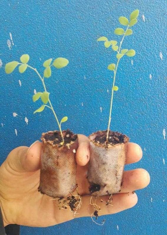 قرص جی فی پلت (بسته 5 عددی) — تصویر ۷