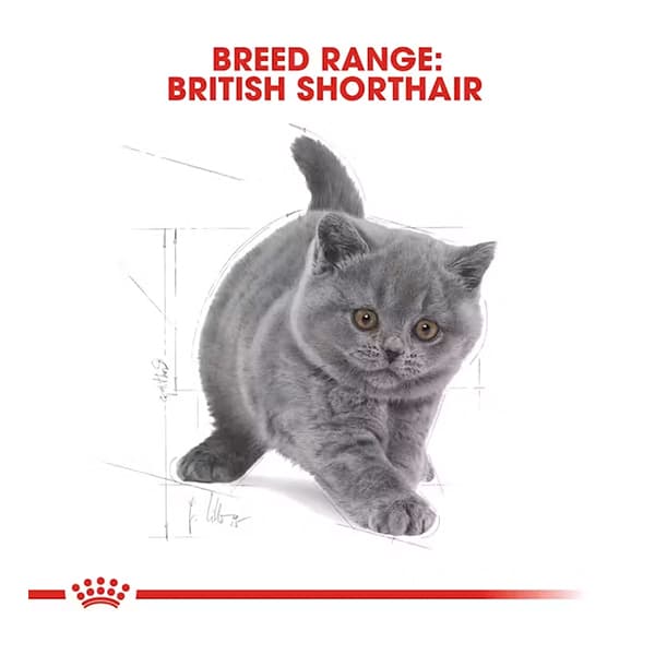 غذای خشک گربه رویال کنین مدل British Shorthair Kitten وزن ۴۰۰ گرم — تصویر ۸