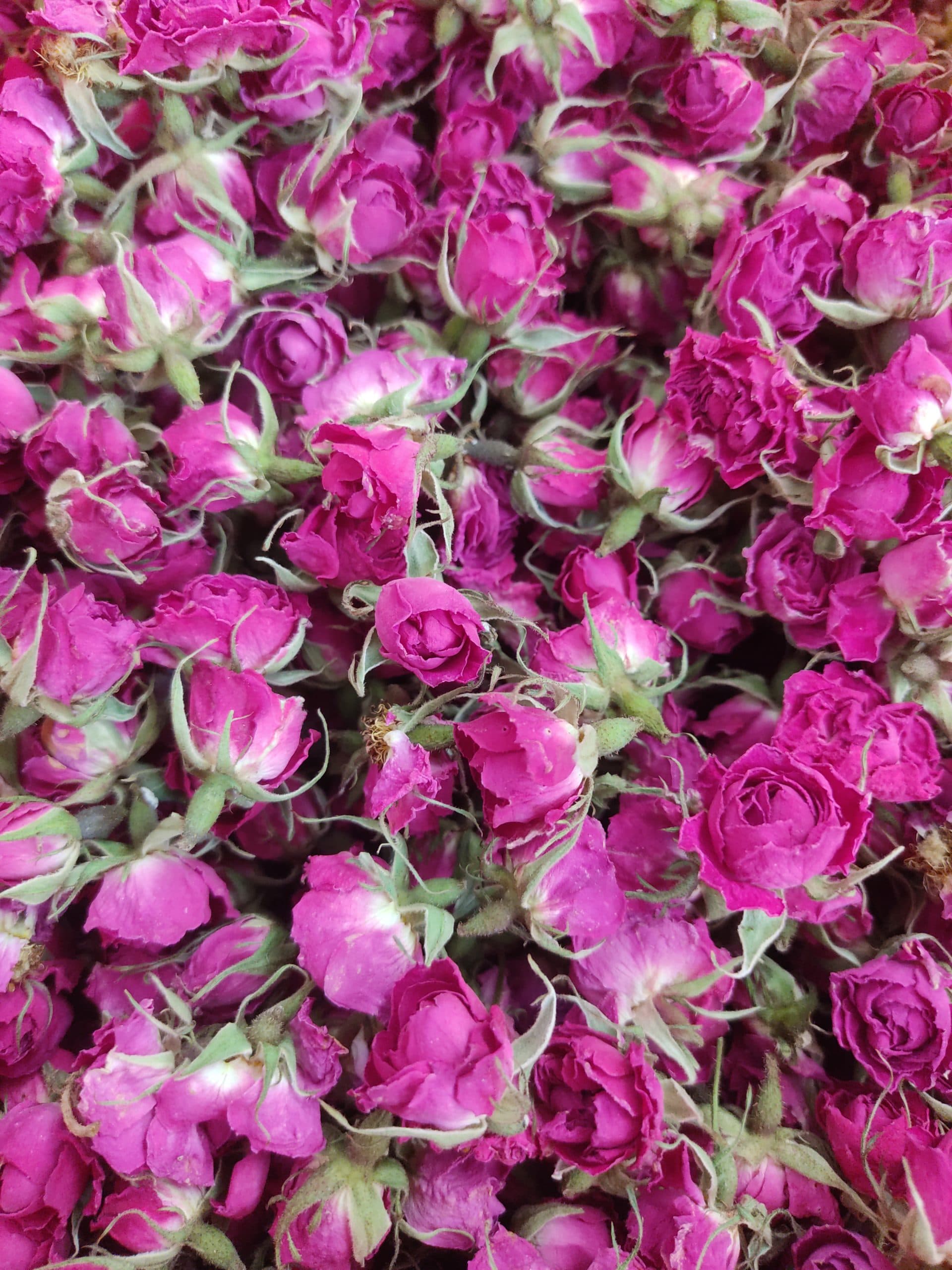 غنچه خشک گل محمدی اعلاء — تصویر ۴