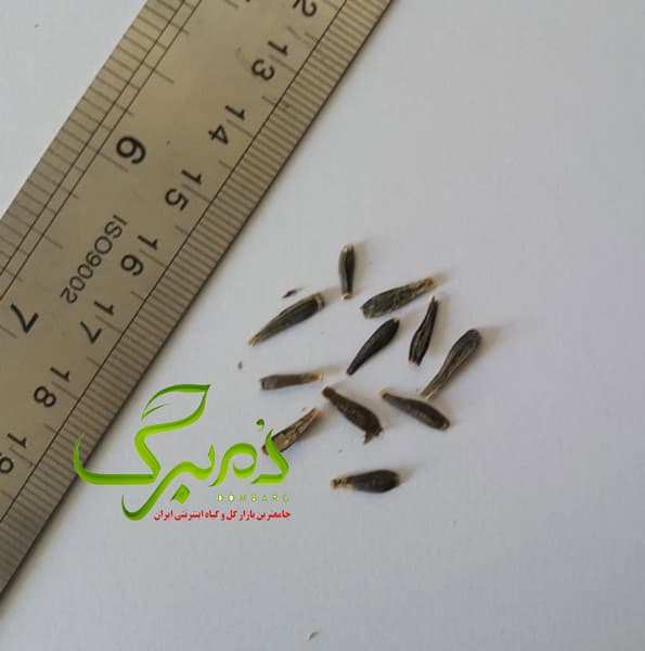بذر گل کوکب رقم Symphony در 5 رنگ — تصویر ۲