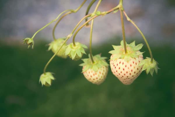 بذر توت فرنگی سفید (پاین بری) — تصویر ۲