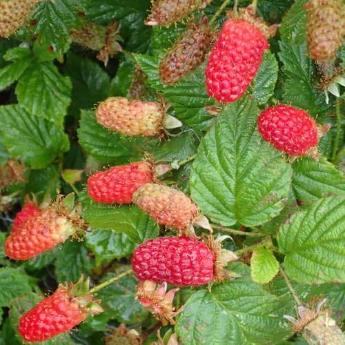 نشا لوگان بری Loganberry — تصویر ۴
