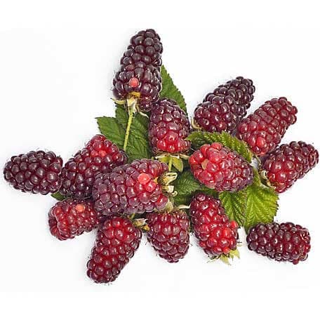 نشا لوگان بری Loganberry