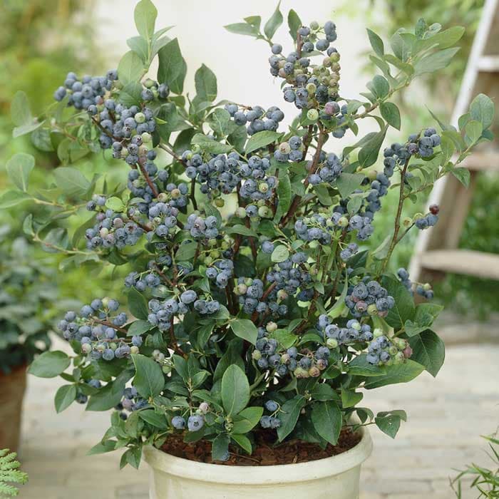 نشا بلوبری Blueberry — تصویر ۲