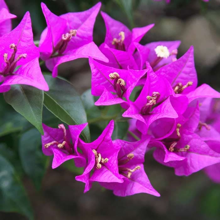کود زاج سبز مخصوص گل کاغذی