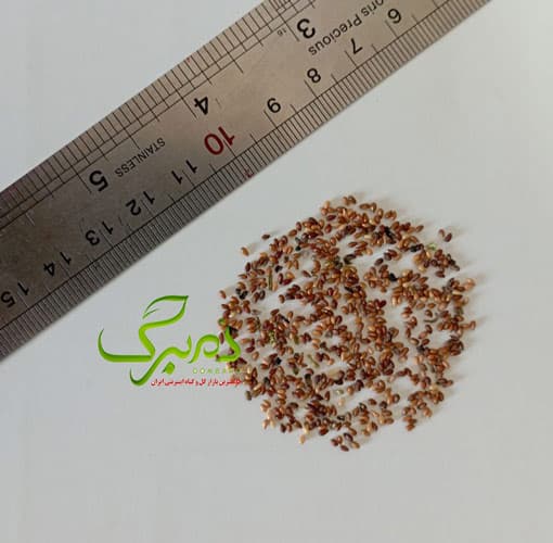 بنفشه سفید White Blotch — تصویر ۳