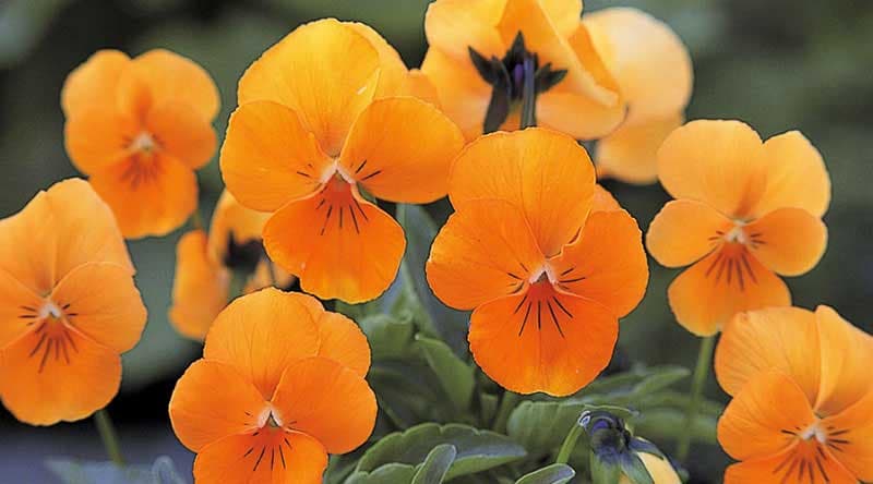 بذر بنفشه نارنجی Orange — تصویر ۲