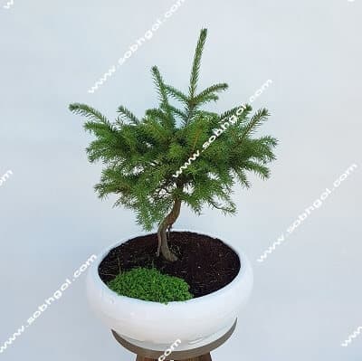 بونسای کاج نوئل B-010