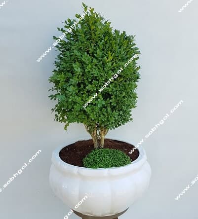 بونسای شمشاد توپی بزرگ B-017
