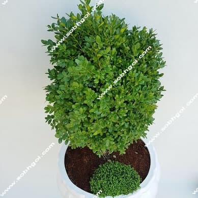 بونسای شمشاد توپی بزرگ B-017 — تصویر ۲
