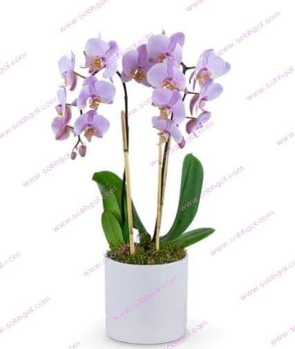 گل ارکیده دو شاخه ORK02