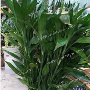 بامبو سبز B01 (هر ساقه 700 تومان)