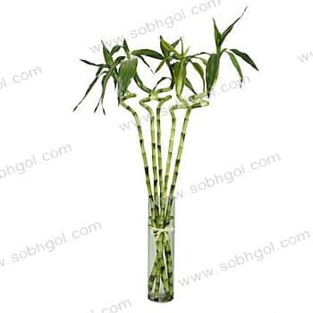 بامبو ابلق پنج ساقه B13 با گلدان