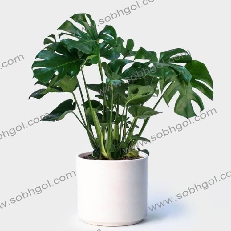 برگ انجیری مونسترا طرح SB02 ( ارسال گل رایگان )
