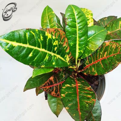 سفارش گل آنلاین – کروتون قرمز طرح C-014 — تصویر ۲