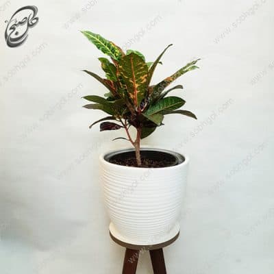سفارش گل آنلاین – کروتون قرمز طرح C-014