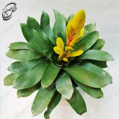 سفارش گل آنلاین – ورزیا – طرح – v012 — تصویر ۳