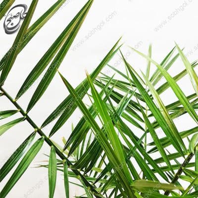 سفارش گل آنلاین – نخل فونیکس طرح P-080 — تصویر ۴
