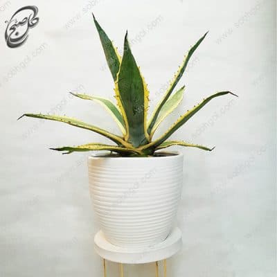 سفارش گل آنلاین – آگاو برگ خنجری A-016