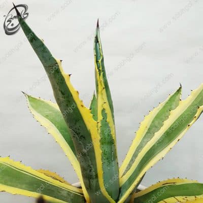 سفارش گل آنلاین – آگاو برگ خنجری A-016 — تصویر ۳