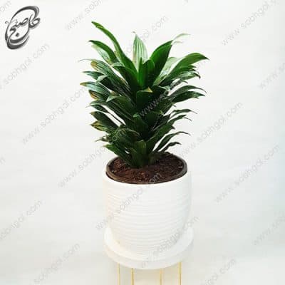 سفارش گل آنلاین – دراسنا کامپکت طرح D-021