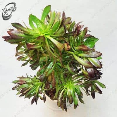 سفارش گل آنلاین – آئونیوم سبز طرح A-033 — تصویر ۲