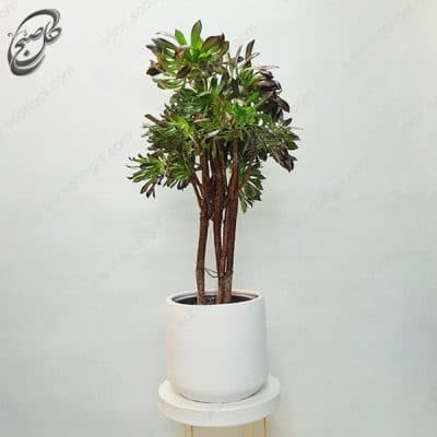سفارش گل آنلاین – آئونیوم سبز طرح A-033