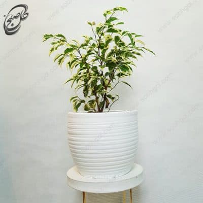 سفارش گل آنلاین – فیکوس بنجامین ابلق طرح F-031