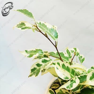 سفارش گل آنلاین – فیکوس بنجامین ابلق طرح F-031 — تصویر ۲